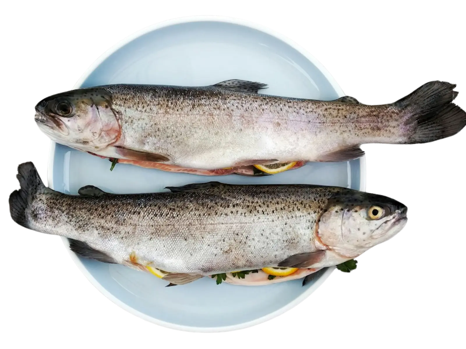 Premium Halal Seafood